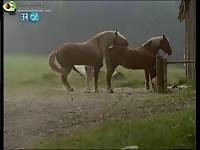 Horses having sex in the farm got filmed