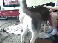Husky dog fucking a hot slut beastie gal