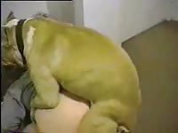 Brown dog smashing a blonde babe