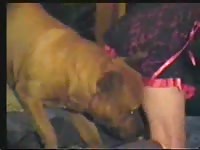 Kinky babe got smashed by dog's big hard dick