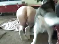 Dog fucking a big ass whore in intense dog sex