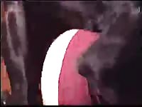 Muscular black dog fucking a hot babe in the ass
