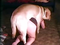 Brown dog fucking a beautiful babe from behind
