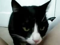 Cat licking the pussy of a hot chick