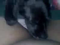 Dog sucking the dick of kinky gay beastiality lover