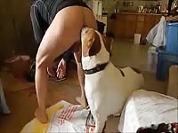 Dog licking and pleasuring the pussy of slut