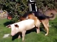 Dog fucking a pig in animal sex video