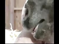 Extreme beastiality porn with kinky lady
