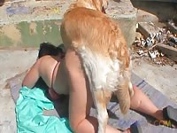 Slut getting banged by dog's hard dick