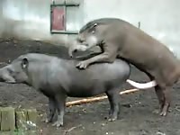 Animals having sex in zoophilia porn video