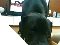 Dog eating the hairy pussy of zoofilia lover
