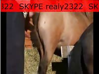 Horse got fucked by kinky dude in animal sex video