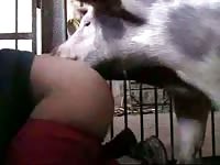Gay beastie gal getting banged by pig animal xxx