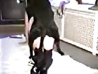 Black dog xxx fucking a hot babe