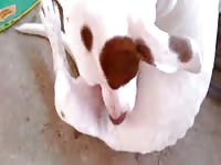 Dog licking its own erected dick in animal xxx