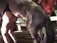Big horse dick destroying a gay's butthole