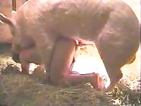 Pig porn with kinky lady in the farm