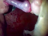 Big dog dick got sucked and pleasured by slut