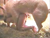Pig porn with beautiful curvy chick