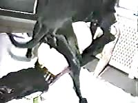 Lovel babe got her big ass pounded by black dog xxx