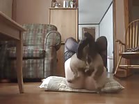 Naughty bitch got fucked hard by dog