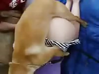 Slut got her skirt lifted to get fucked by dog xxx