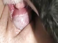 Big hard erected dog dick fucking a lady's pussy