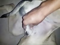 Dog got masturbated by kinky slut