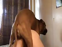 Brown dog wrecking the pussy of brunette beastie gal