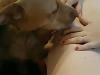 Hot animal porno of dog eating a lady's pussy