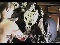 Dog eating the newly shaved pussy of slut