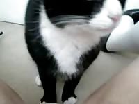 Cat licking and eating the pussy of slut