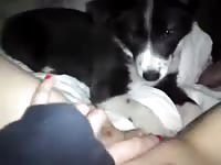 Dog eating and licking the pussy of slut