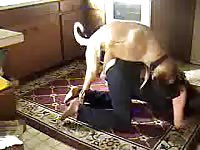 Brown dog banging a sexy curvy chick from behind