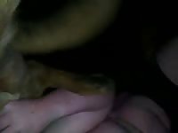 Nasty dude grabs dog dick and jacked it off