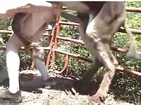 Big horse dick banging a gay's butthole