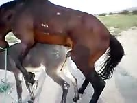Horses having sex in zoophilia porn tube