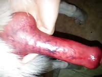 Big erected dog dick got masturbated