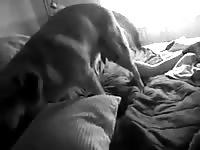 Dog porn tube of slut getting fucked on the bed