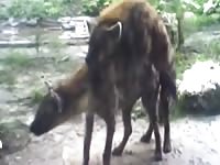 Animal sex video of dogs having sex
