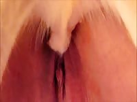 Furry dog fucking the zoopussy of slut