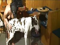 Busty whore having dog sex in front of other people