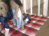 Furry dog banging a sexy babe in jeans