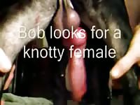 Big dog dick got knotted to a lady's wet pussy