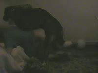 Black dog banging a sexy petite brunette