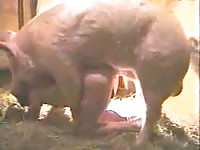Pig porn with slut getting fucked by pig from behind