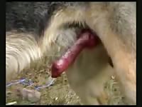 Big dog dick got filmed in zoophilia xxx
