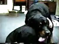 Black dog fucking a big ass slut in intense animal porno