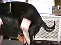 Black dog banging a sexy beastie gal