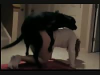Black dog wrecking the pussy of a hot teen